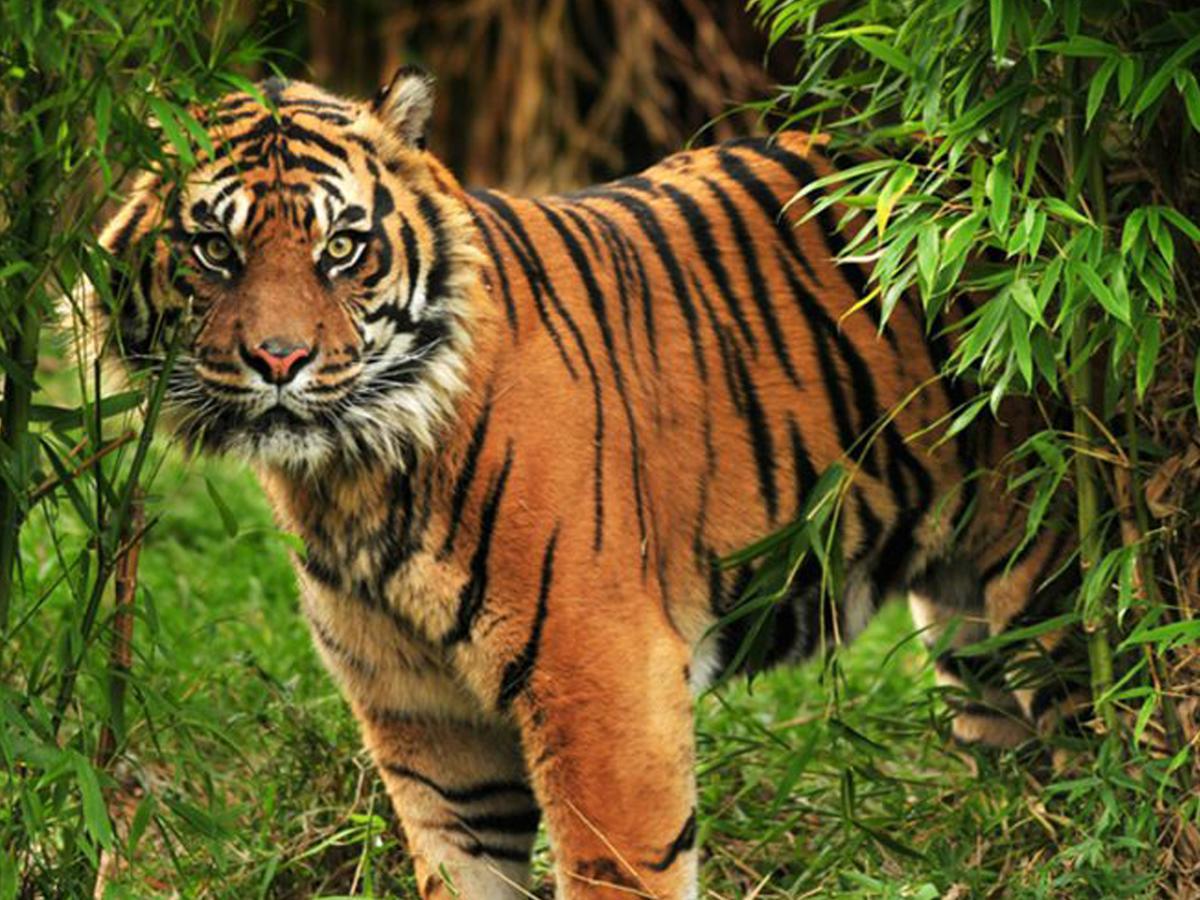 Corbett Treat Resort Ramnagar  Bagian luar foto